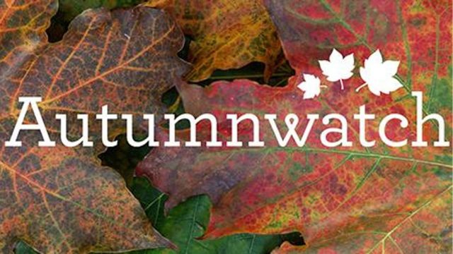 autumnwatch logo